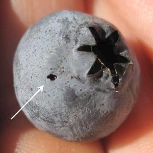Spotted-wing drosophila puncture wound in a blueberry