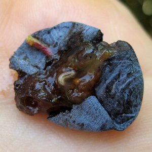 SWD larvae developing inside blueberry fruit.