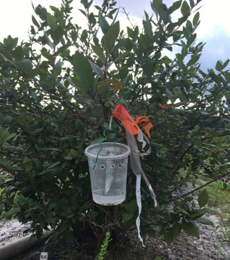 Traps used to monitor SWD adult activity.