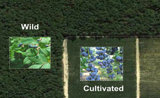 Aerial view of study site showing wild areas vs. cultivated area.