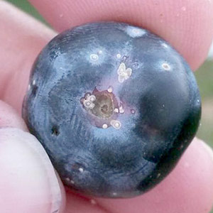 Blueberry with brown, soft, and sunken quality to the fruit.
